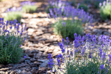 Purple lavender bushes grow in a flowerbed, decorated with covered bark, tree bark in the garden on...