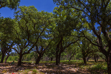 Obraz premium A lush oak forest canopy of tall trees creates a serene