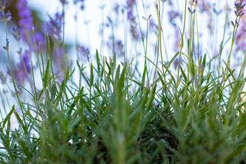 Purple lavender bushes grow on a flower bed in the garden on a sunny summer day