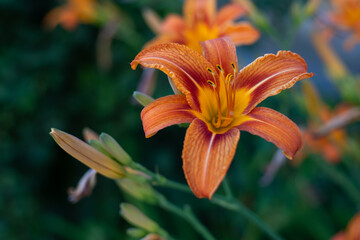 Vivid orange daylily (Hemerocallis fulva) in bloom with yellow throat, captured in a sunny garden....