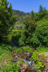 A serene forest stream flows over rocks and lush greenery