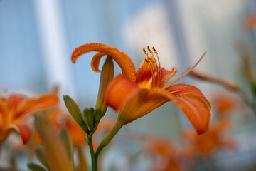 Vivid orange daylily (Hemerocallis fulva) in bloom with yellow throat, captured in a sunny garden....