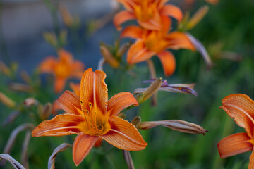 Vivid orange daylily (Hemerocallis fulva) in bloom with yellow throat, captured in a sunny garden....