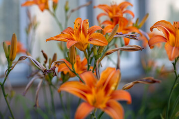 Vivid orange daylily (Hemerocallis fulva) in bloom with yellow throat, captured in a sunny garden....