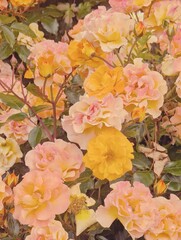 A soft, uplifting floral background featuring pastel yellow and pink roses in full bloom. Romance, serenity, and natural beauty, for wedding invitations, greeting cards, branding
