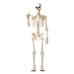 Human skeleton model giving a thumbs up isolated on transparent white background, clipping path