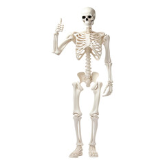 Human skeleton model giving a thumbs up isolated on transparent white background, clipping path