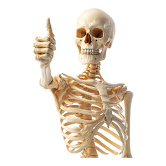 Human skeleton model giving a thumbs up isolated on transparent white background, clipping path