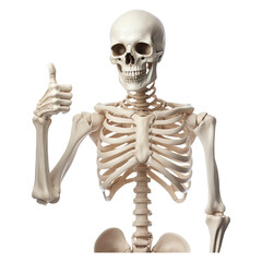Human skeleton model giving a thumbs up isolated on transparent white background, clipping path