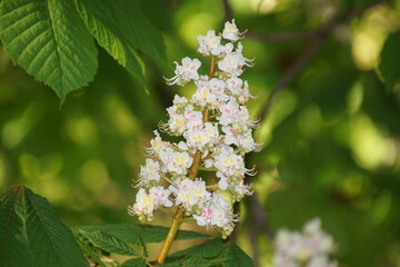 Rosskastanienblüten 1565587714