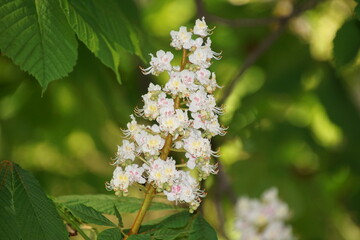 Rosskastanienblüten 1565587743