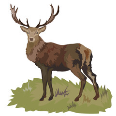 Vector illustration of a standing deer with large antlers. Detailed wild animal on natural grass background. Suitable for nature-themed designs, wildlife education, and forest-related projects.

