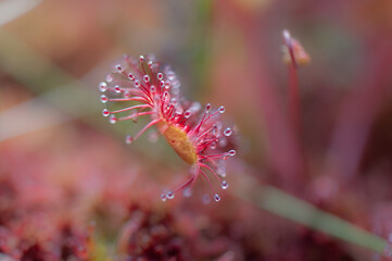 pink flower with dew drops leaved Sundew(Drosera rotundifolia)