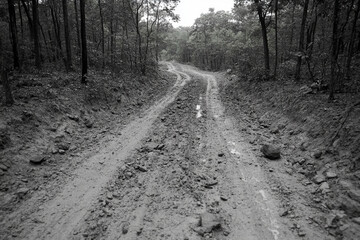Fototapeta premium Pathway winding through a dense forest in black and white