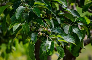 A tree with green leaves and unripe fruit hanging from it. The fruit is green and not yet ready to...