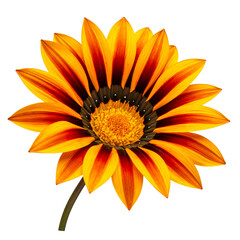 Side-View of Gazania Flower with Elongated Stem and Shadow Detail &ndash; Transparent PNG