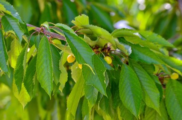 A tree with green leaves and small yellow fruits. The leaves are full and healthy, and the fruits...