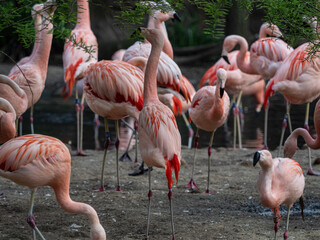 A group of flamingos closeup in germany