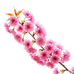Pink Cherry Blossom Branch Isolated on White