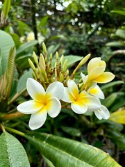 Tropical Plumeria Blossoms in Lush Garden, white with yellow blossoms of Frangipani on green leaves background, tropical garden in Tenerife, Canary Islands, Spain