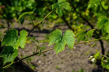 A vine with green leaves and a few buds. The leaves are wet and the vine is growing on a wire