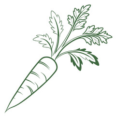Stylized vector illustration of a fresh white carrot with leafy greens for culinary, organic farming, and health branding