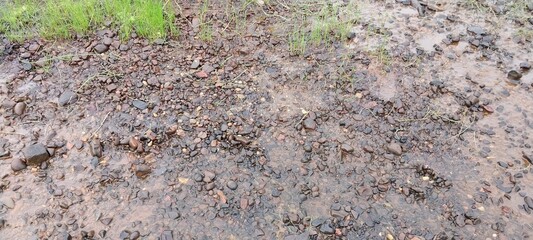 A patch of dirt partially covered with green grass, showing the contrast between soil and vegetation in an outdoor setting.