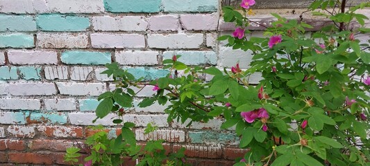 A plant with pink flowers growing against a brick wall in an outdoor garden setting during summer.