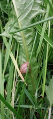 A close-up of a snail resting on a green leaf, surrounded by lush grass in an outdoor setting.