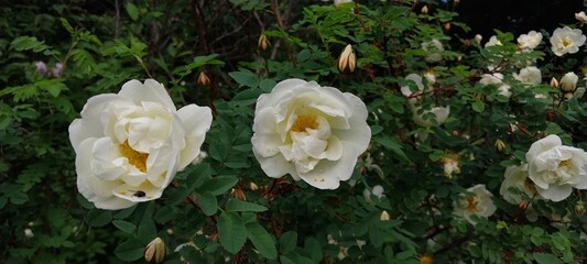White roses in full bloom with lush green leaves, surrounded by unopened buds. The scene conveys a serene and natural beauty.