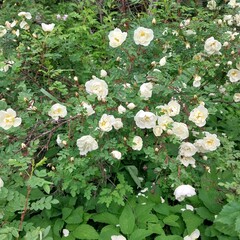 A dense bush of white roses in full bloom amid lush green foliage. The scene conveys a sense of...
