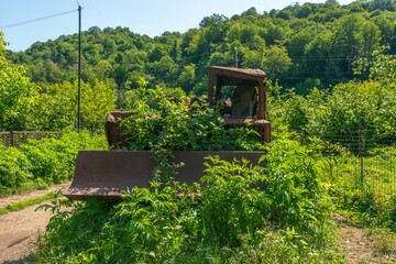 an old rusty logging tractor with trees growing through its machinery on a sunny summer day
