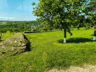 A tree is in a grassy field with a stone wall in the background. The field is lush and green, and the tree is the focal point of the scene