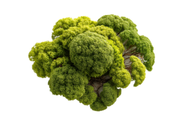 PNG Fresh broccoli florets on black background highlighting texture and color