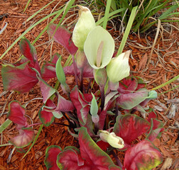 Caladium Plant with Multiple Spathes. A caladium displays its showy leaves and spathes in the summer. It's not a regular occurrence for them to produce a spathe, even more unusual to produce several. 