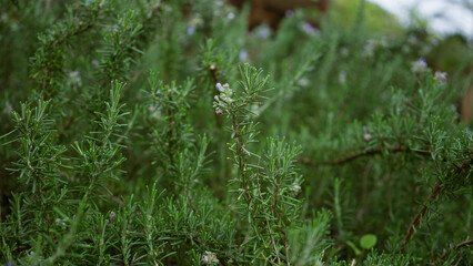 Rosemary plant outdoors in mallorca spain with green aromatic herbs and small purple flowers under natural sunlight