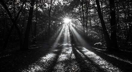 Sunburst Through Forest Canopy: Dramatic Black and White Woodland Scene