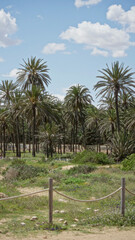 Fototapeta premium Sunny day in torrevieja spain with tall palm trees under blue sky and white clouds, positioned in a grassy outdoor landscape with visible pathways.