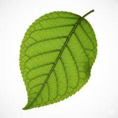 Single Green Leaf on White Background". 