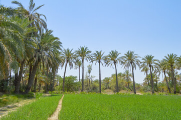 Dates farm nature fruit trees landscape Baluchistan city Turbat