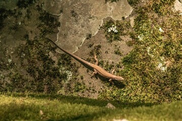 wild reptile - brown lizard on a mossy stone in the mountains of the Western Caucasus on a summer day