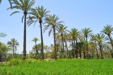 palm trees of blue sky dates fruit landscape background