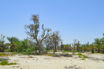tropical beach with palm trees acacia nilotica landscape