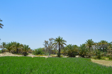 palm dates trees in the park landscape nature blue sky