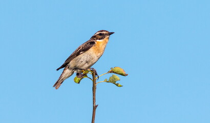 Fototapeta premium lilac breasted roller