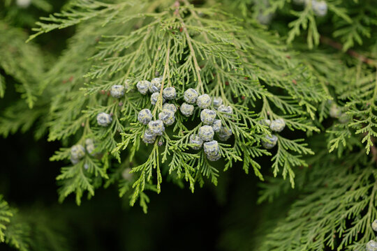 Coniferous tree Lawson's cypress with cones - Powered by Adobe