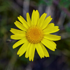 Corn Marigold Macro