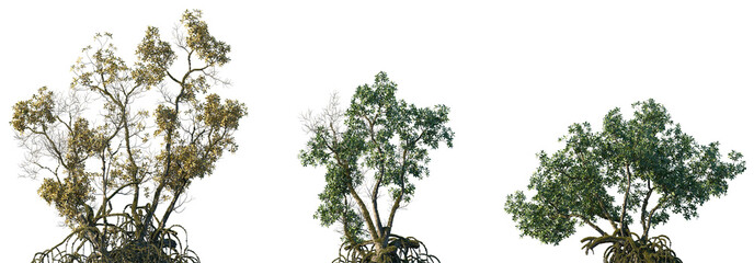 Set of Mangrove sick trees in moss isolated png on a transparent background perfectly cutout