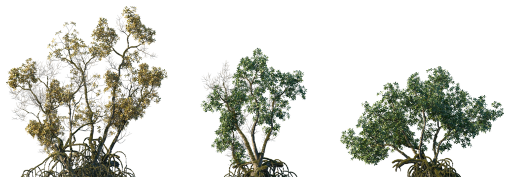 Set of Mangrove sick trees in moss isolated png on a transparent background perfectly cutout