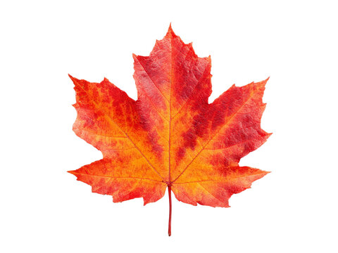 Vibrant red and orange autumn maple leaf isolated on black, Isolated On Transparent Background, Png